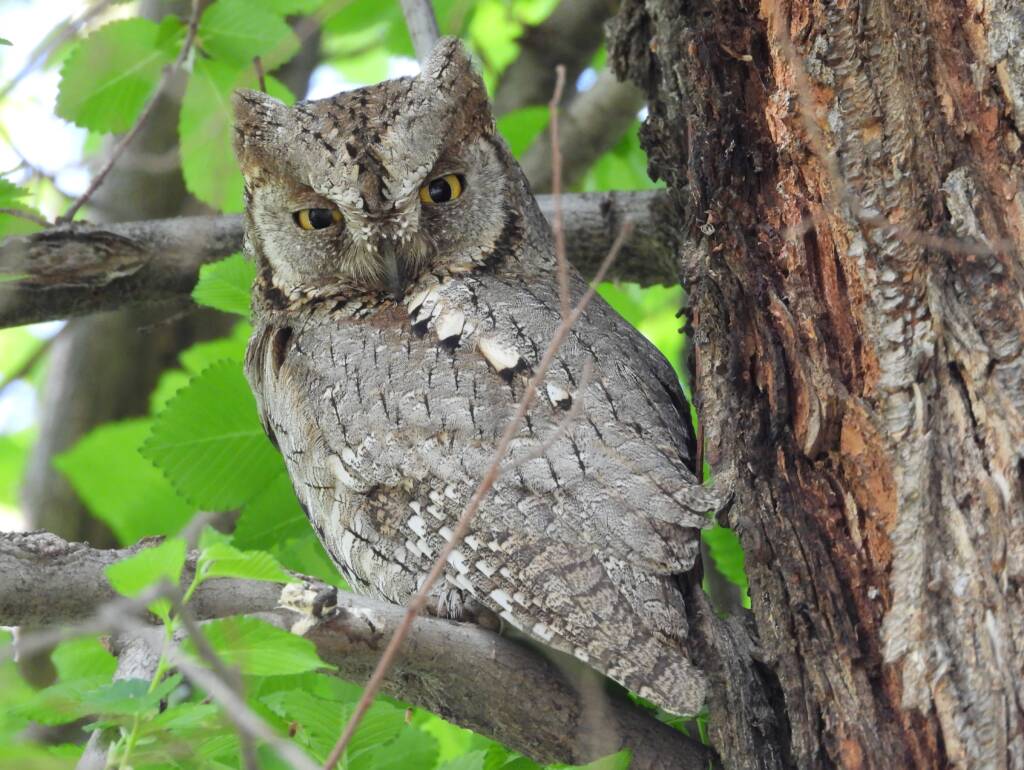 Tropikalny gość w Polsce: syczek znów gniazduje na Lubelszczyźnie