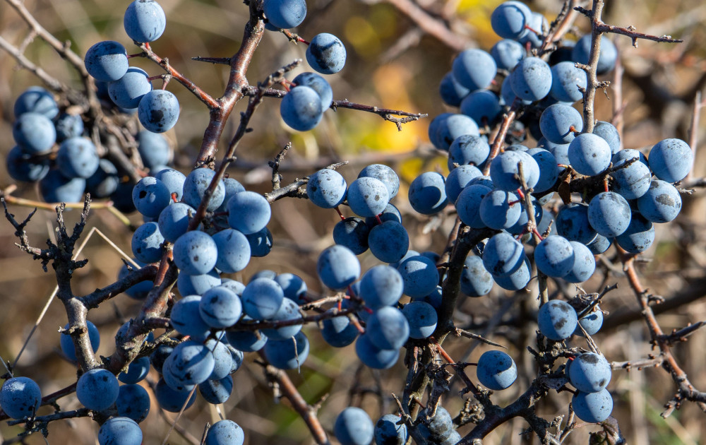Dojrzewające owoce tarniny, fot. wirestock/envato