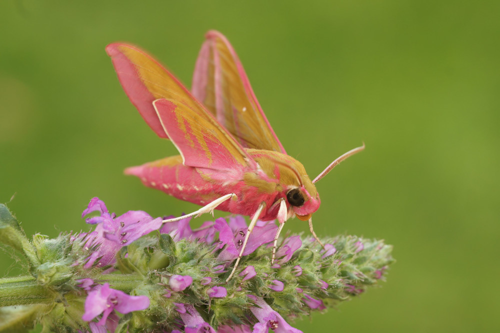 Ćmy nie muszą być szarobure – przykładem jest mrocznik gładyszek, fot. wirestock/envato