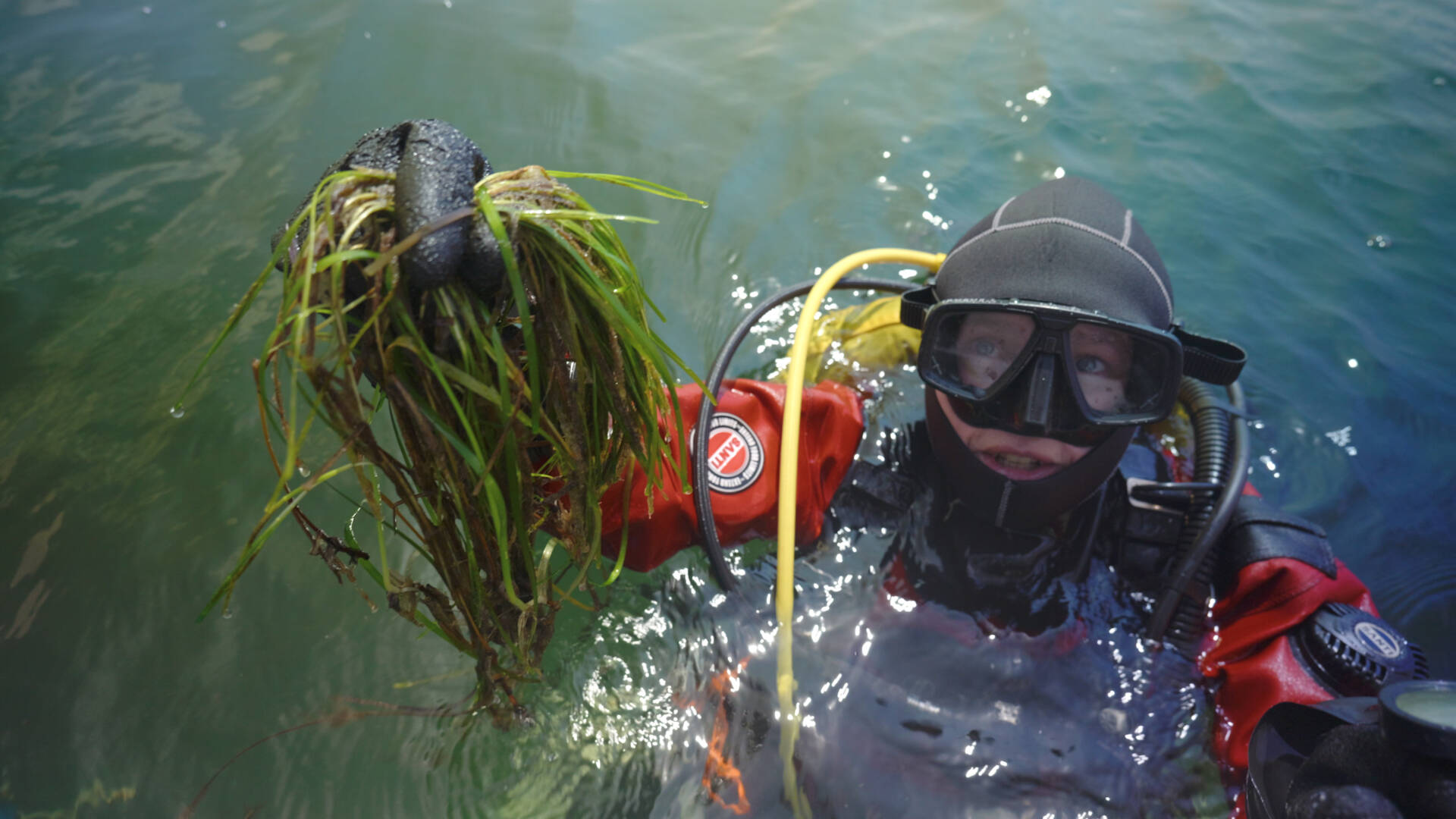 Odtwarzanie łąk podwodnych w Zatoce Puckiej – przywracanie dzikiej natury Bałtyku