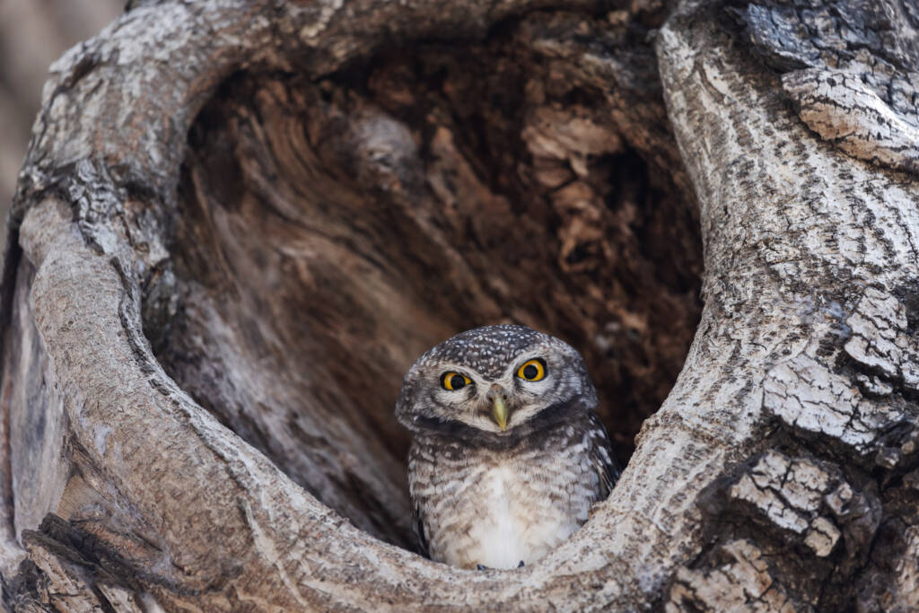 Sowa w dziupli starego drzewa – przykład znaczenia starodrzewów dla ptaków i bioróżnorodności lasu