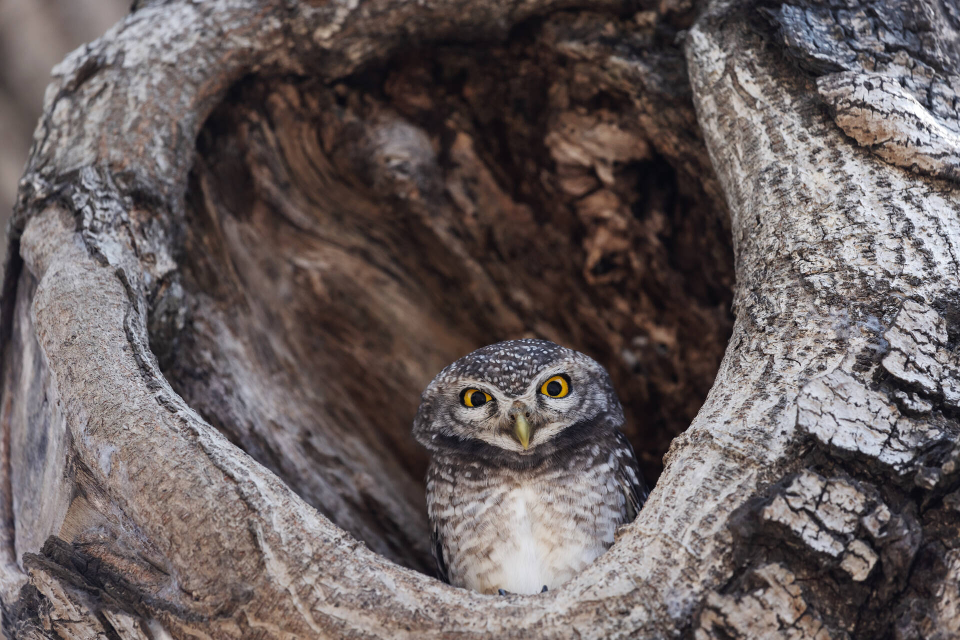 Sowa w dziupli starego drzewa – przykład znaczenia starodrzewów dla ptaków i bioróżnorodności lasu
