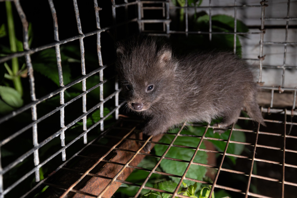 Polskie fermy futrzarskie (2025). Fot. Andrew Skowron