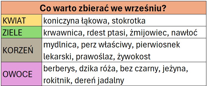 surowce zielarskie, które warto zbierać we wrześniu