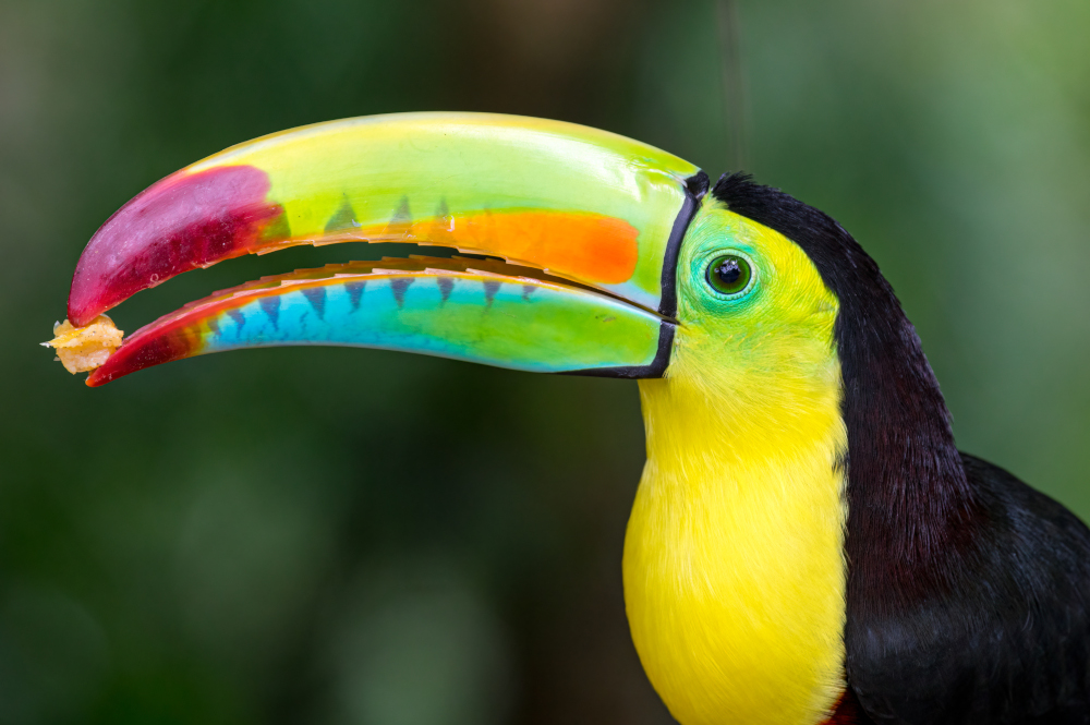 Tukan tęczodzioby (Ramphastos sulfuratus) siedzący na gałęzi w tropikalnym lesie Ameryki Środkowej