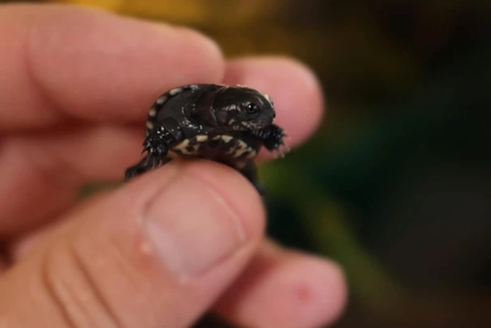 Żółw karłowaty (Pelusios nanus)