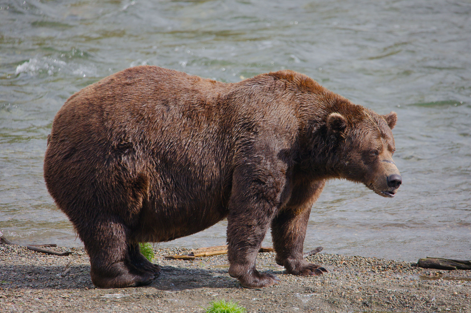 Konkurs Fat Bear 2025 wygrał 32 Chunk, który pokonał złamaną szczękę i przybrał na wadze
