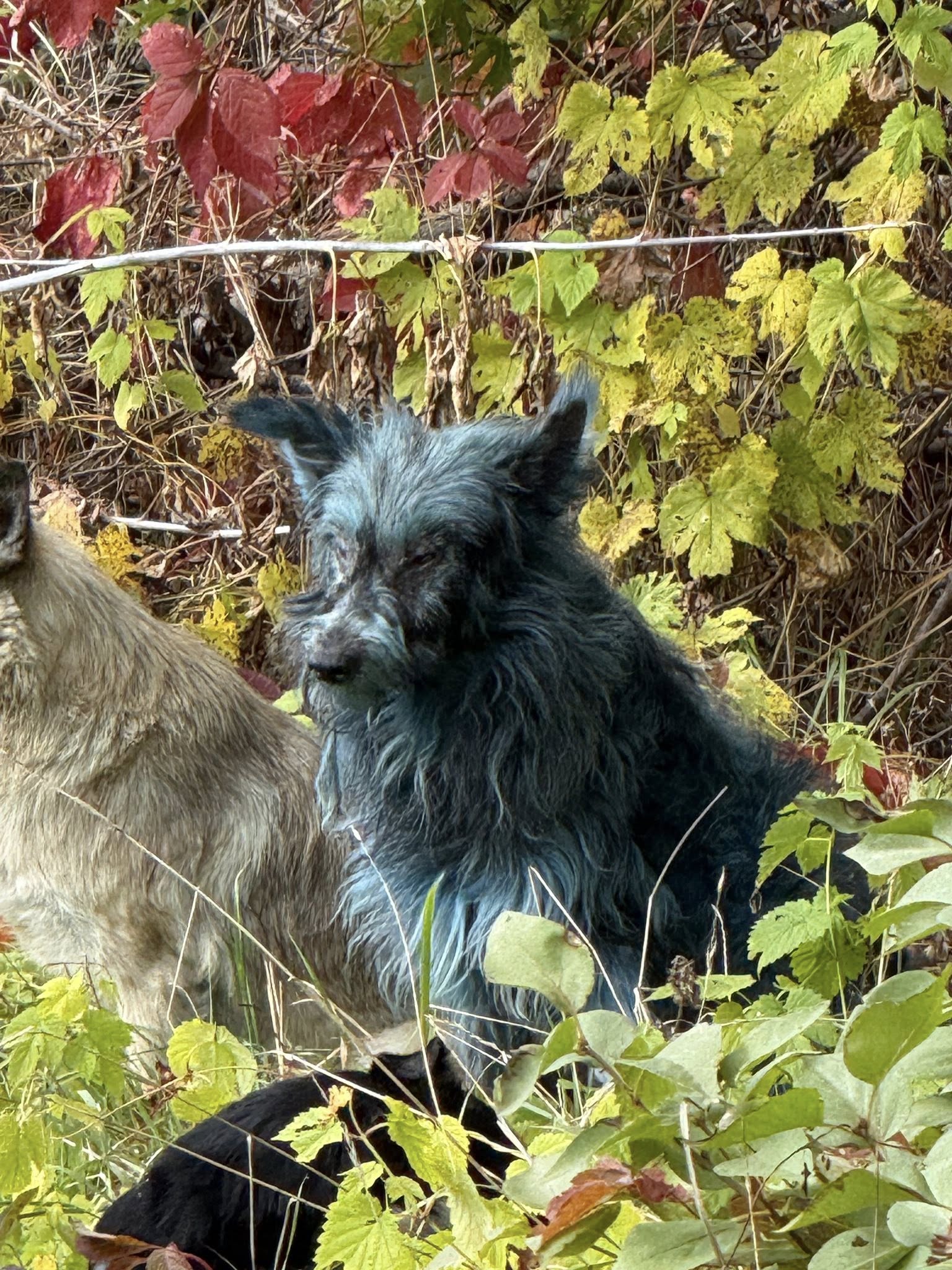 Niebieskie psy z Czarnobyla