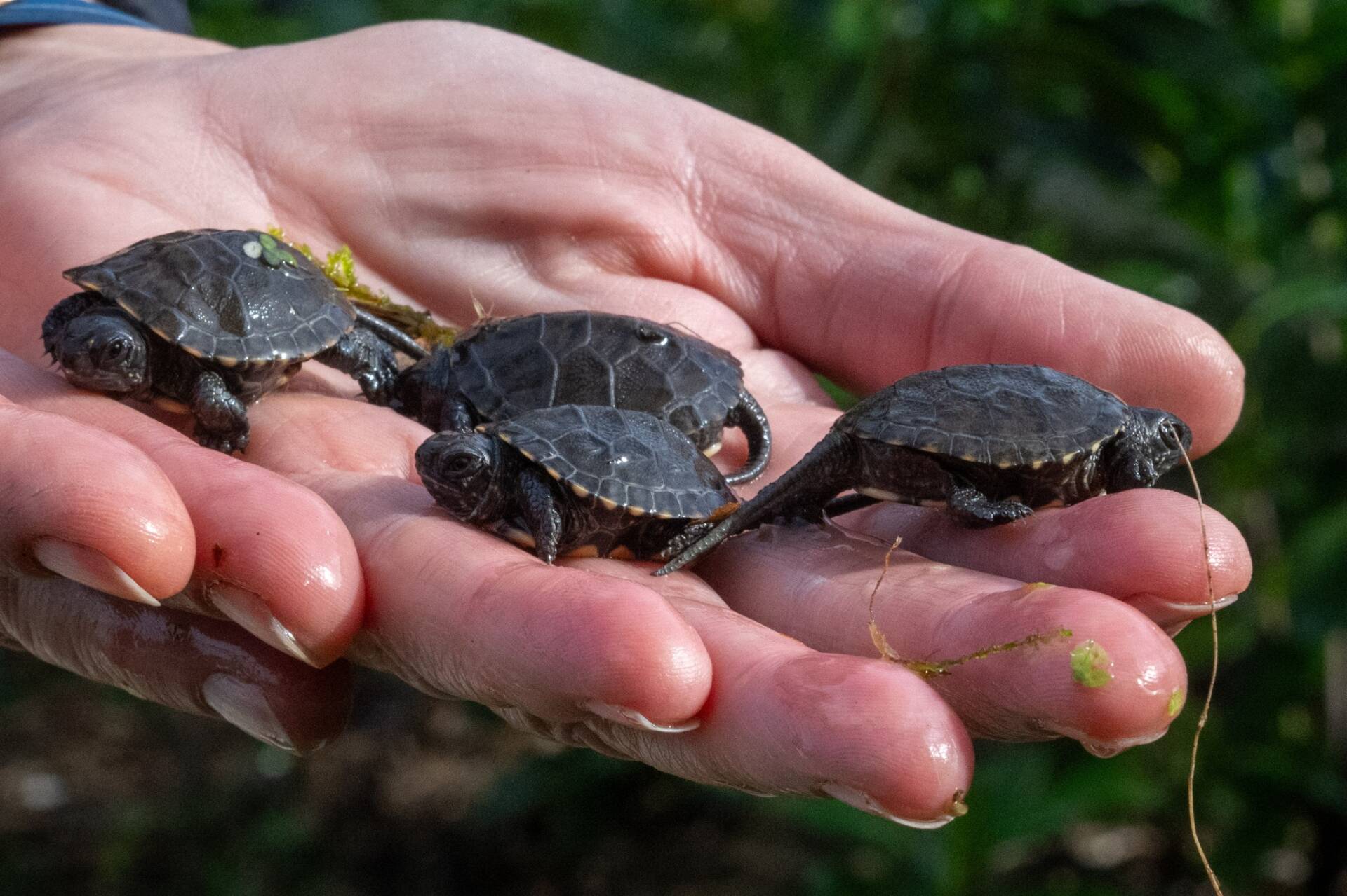 Powrót strażnika mokradeł – tajemnicze życie żółwia błotnego