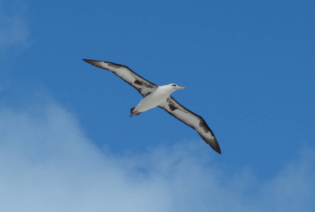 Albatros ciemnolicy w locie