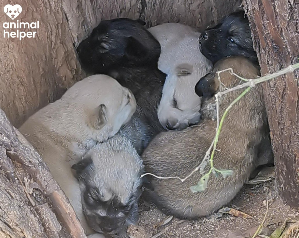 Ruszyła zbiórka ratunkowa dla Animal Helper