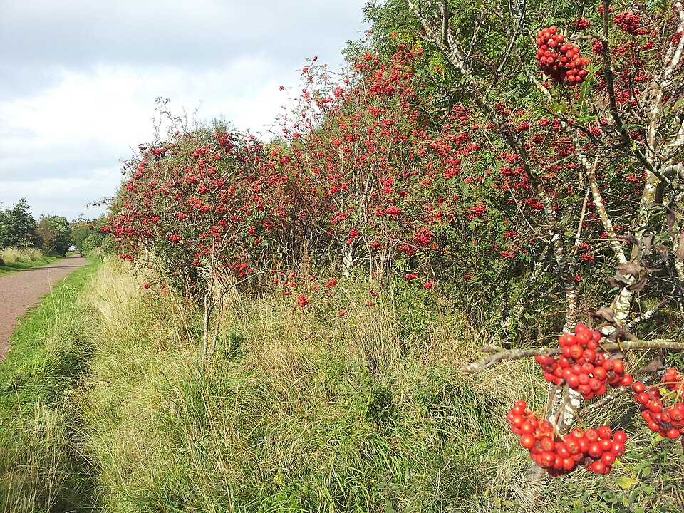 Jarzębina to pospolite przydrożne drzewo
