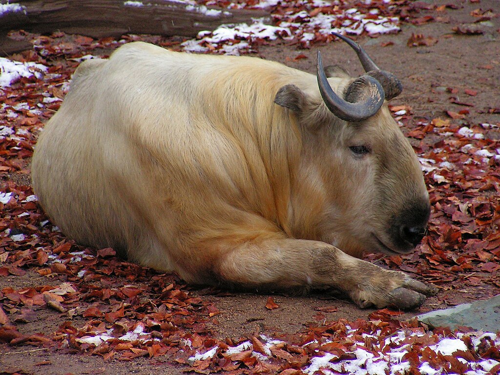 Takin złoty