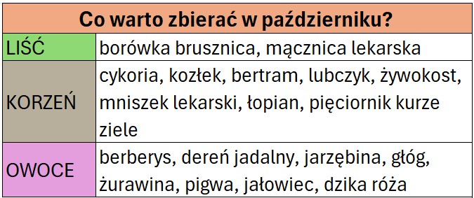 Jakie surowce zielarskie można zbierać w październiku
