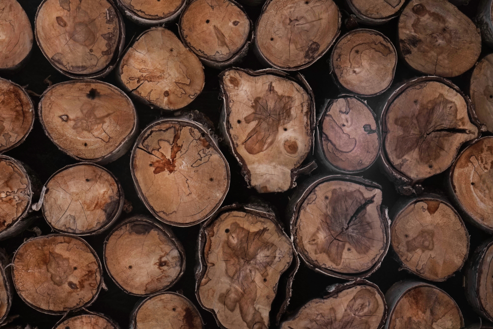 Spadek eksportu drewna z polskich lasów do Chin