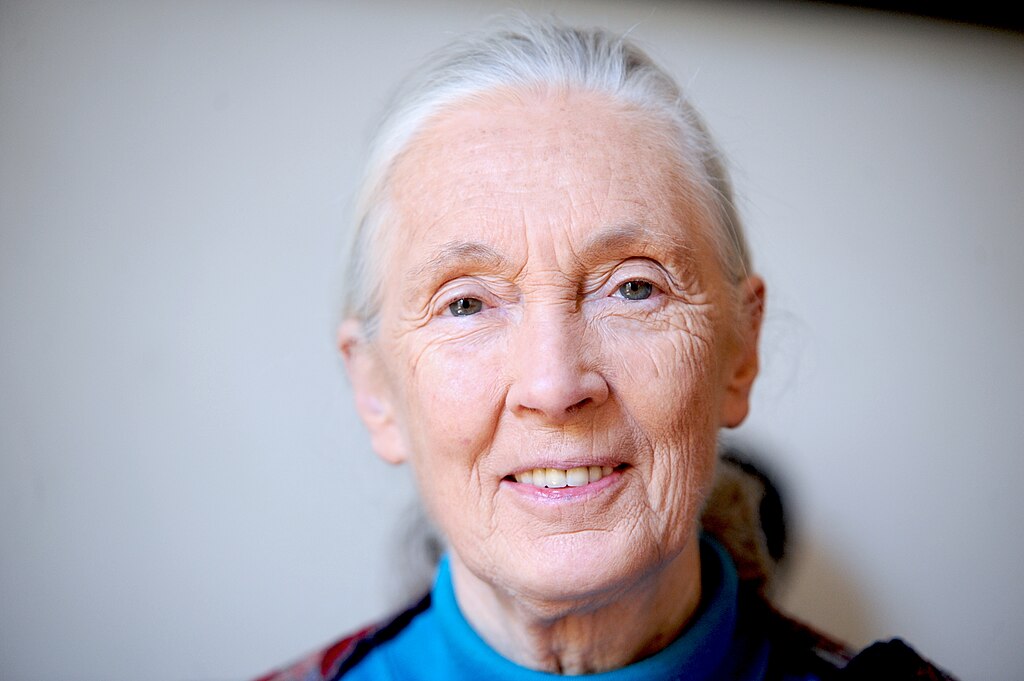 Zmarła Jane Goodall, znana badaczka szympansów i obrończyni zwierząt