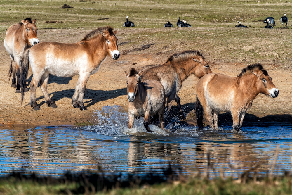 Konie Przewalskiego – ostatni dziki gatunek koni na świecie