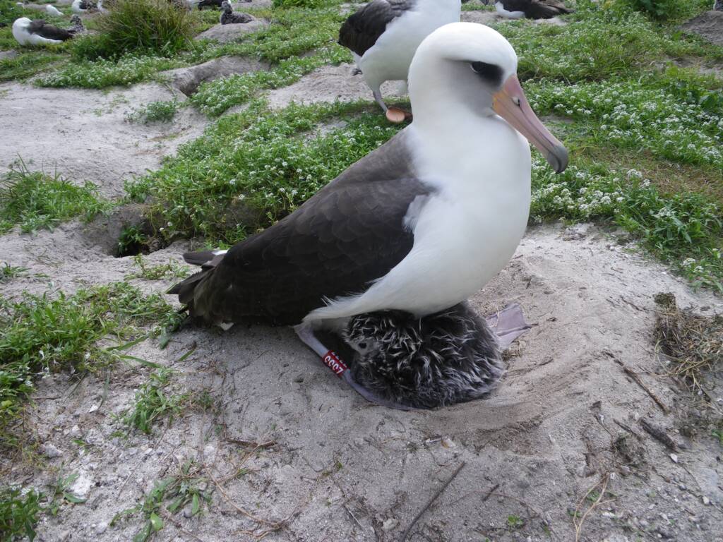Albatros ciemnolicy z nowo wyklutym pisklęciem w Narodowym Rezerwacie Przyrody Midway Atoll w marcu 2011 r.