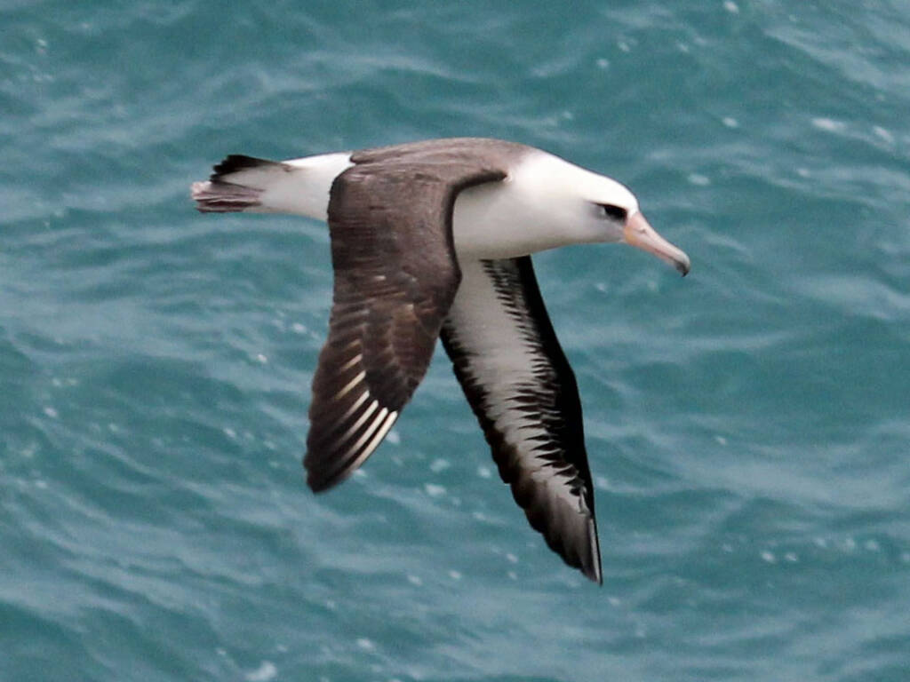 Albatros ciemnolicy
