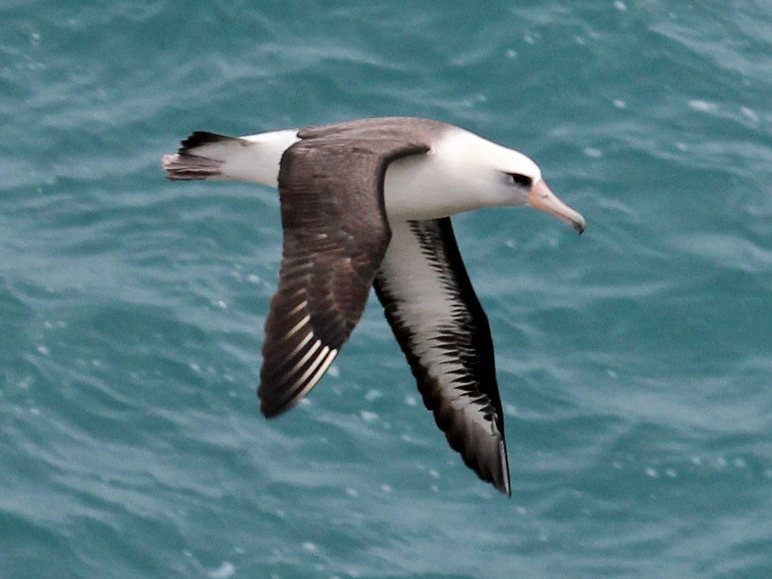 Albatros ciemnolicy