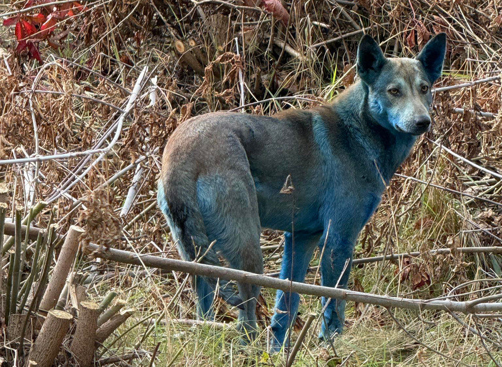 Niebieskie psy z Czarnobyla obiegły świat. Prawda o ich kolorze jest… nie do wiary