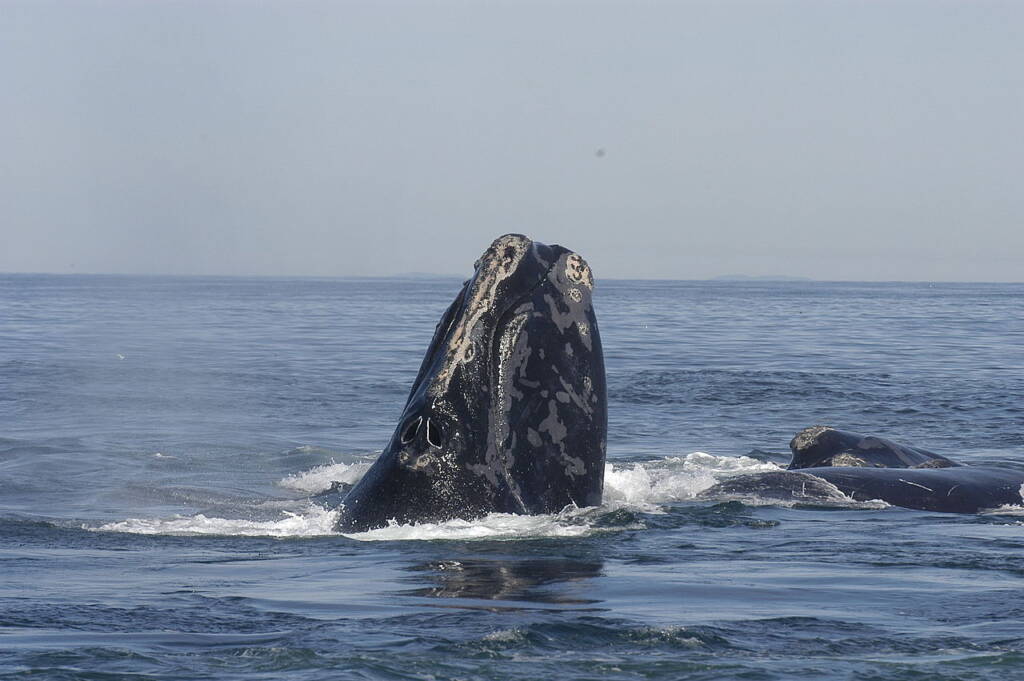 Waleń biskajski, wieloryb biskajski, wal biskajski (Eubalaena glacialis)