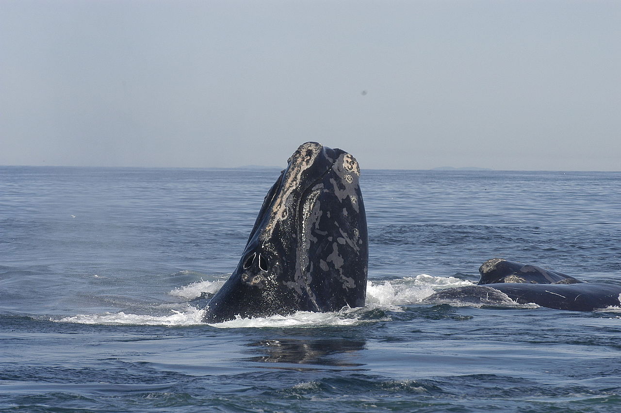 Waleń biskajski, wieloryb biskajski, wal biskajski (Eubalaena glacialis)