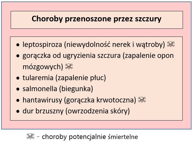 Tabela przedstawiająca choroby przenoszone przez szczury wraz z możliwymi powikłaniami