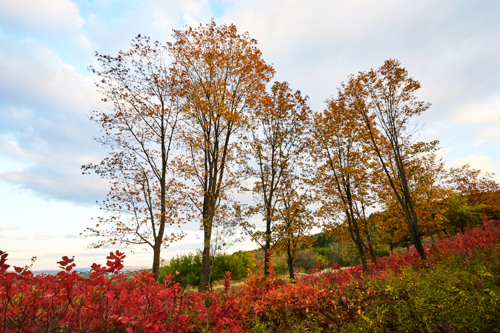 Zróżnicowanie pogody w środę, 29 października 2025 roku