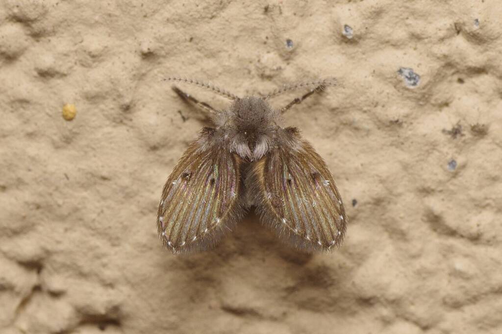 Te 3 proste sposoby pomogą Ci raz na zawsze pozbyć się muszek kanalizacyjnych