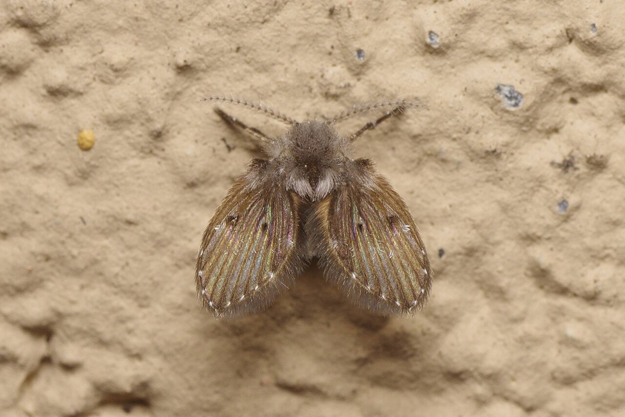 Te 3 proste sposoby pomogą Ci raz na zawsze pozbyć się muszek kanalizacyjnych