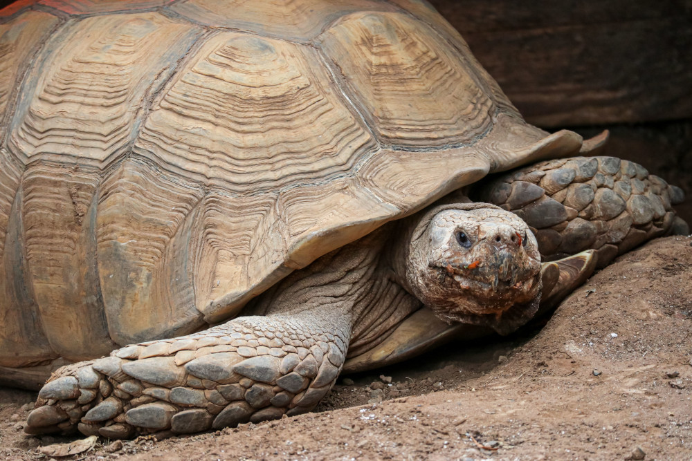 Żółw pustynny (Gopherus agassizii) – opis gatunku, środowisko i ciekawostki