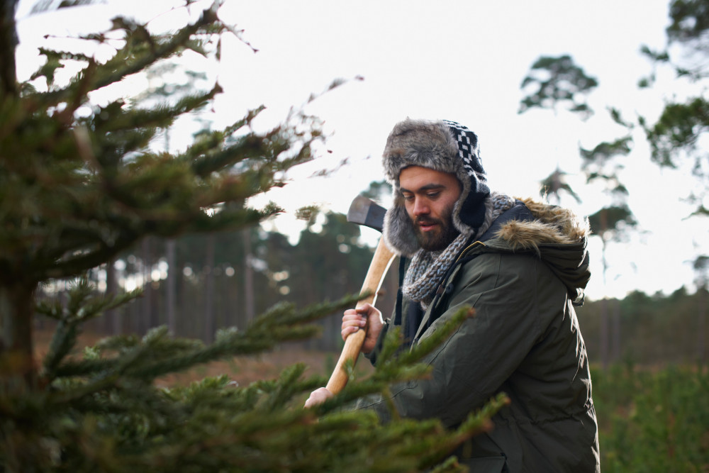 Złapani na gorącym uczynku! Straż Leśna rusza z akcją przeciwko kradzieży stroiszu