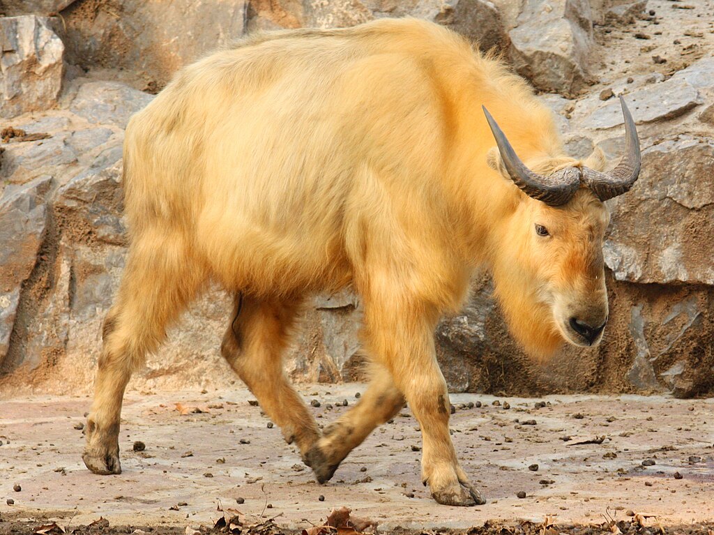 Takin złoty (Budorcas taxicolor)
