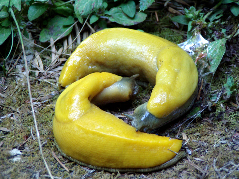 Pacyficzny ślimak bananowy