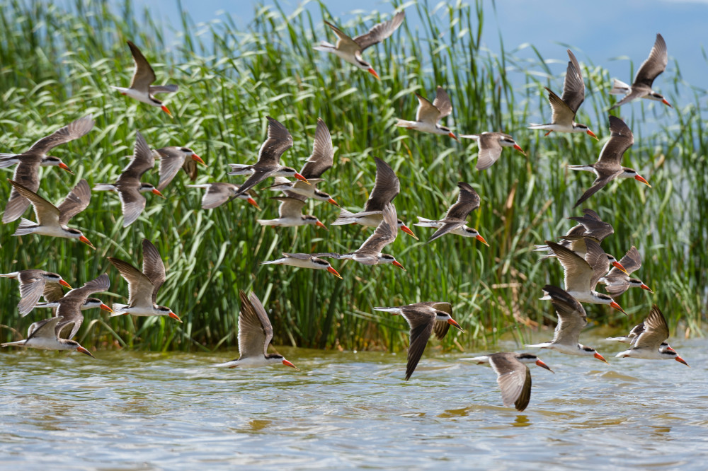 Na skażenie rtęcią narażone są wędrowne ptaki wodne
