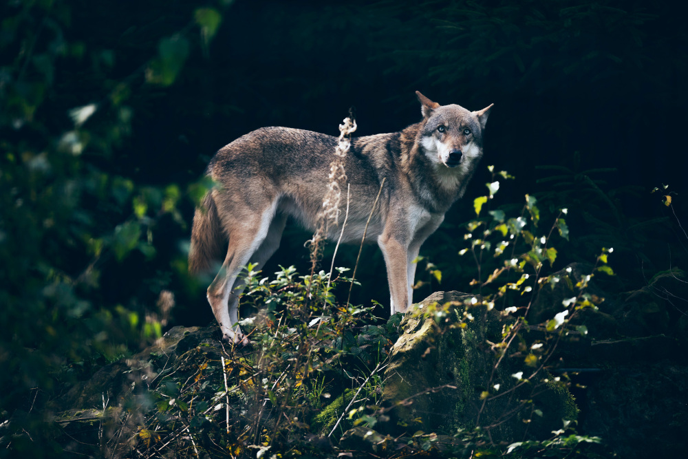 Wilk na wolności: symbole, strach i podziały w Europie
