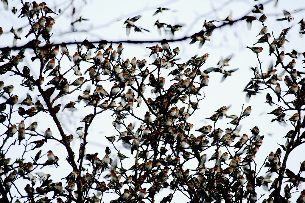 Jery przylatują do Polski na zimę z chłodniejszej Rosji i Skandynawii.