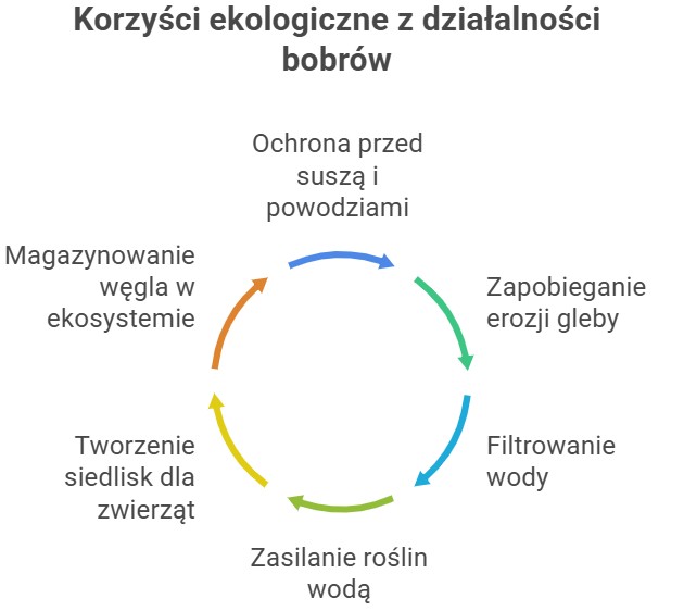 Diagram przedstawiający korzyści ekologiczne wynikające z obecności bobrów