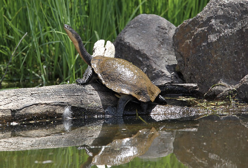 Chelodyna australijska i jej długa szyja