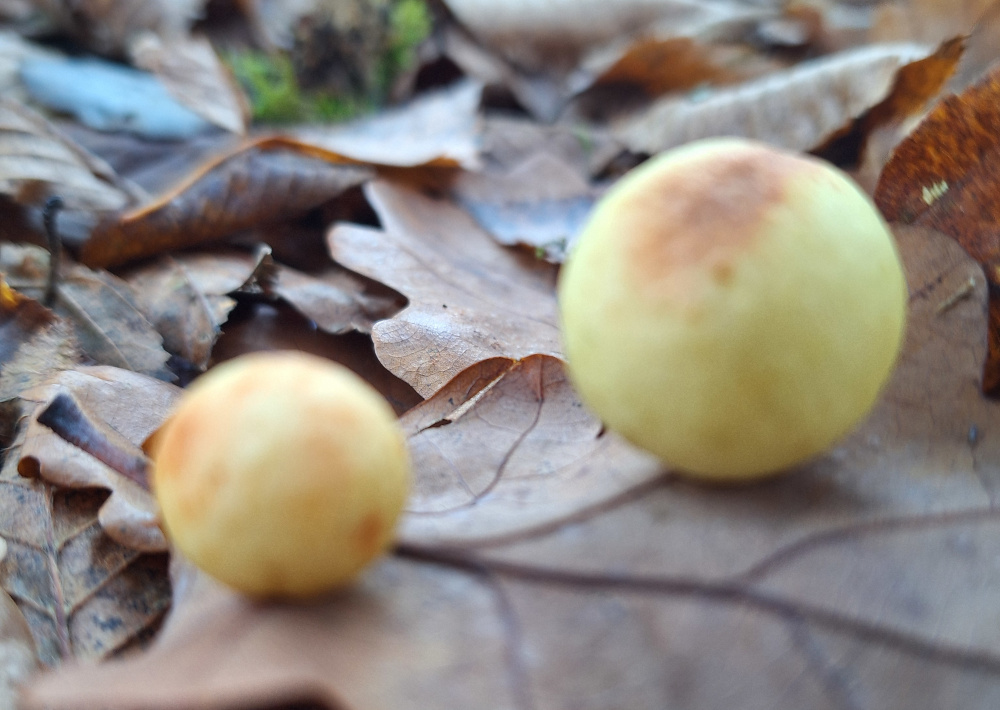 Galasy na liściach dębu – kuliste narośla powstałe w wyniku działania galasówek (Cynipidae)