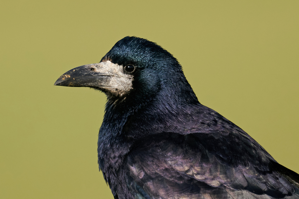 Gawron (Corvus frugilegus) – inteligentny czarny ptak z rodziny krukowatych, sfotografowany z bliska.