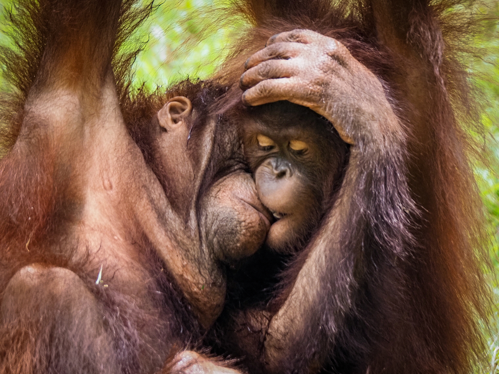 Pocałunki sprzed milionów lat: jak kochały się wielkie małpy i neandertalczycy