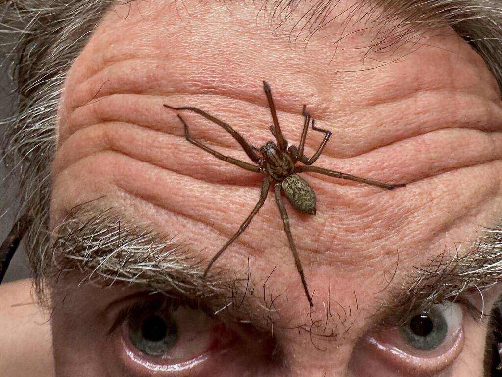 Kątnik większy, kątnik domowy większy (Eratigena atrica)