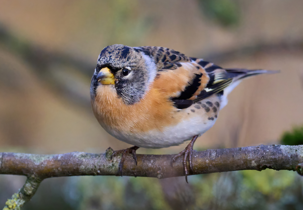 Jery to ptaki o rudawych brzuszkach, skrzydłach w czarne i białe wzory, niebieskawej głowie, a czasem także czarnej czapeczce i żółtym dziobie