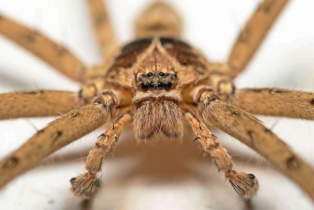 Kątnik domowy żyje stosunkowo długo, bo nawet 7-8 lat