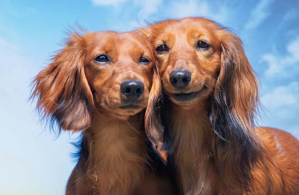 Klonowanie zwierząt domowych to kontrowersyjna metoda odtwarzania ukochanych pupil