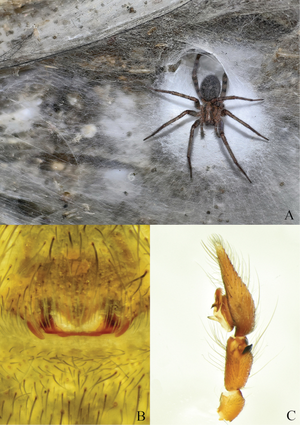 Kątnik domowy w Jaskini Siarkowej.