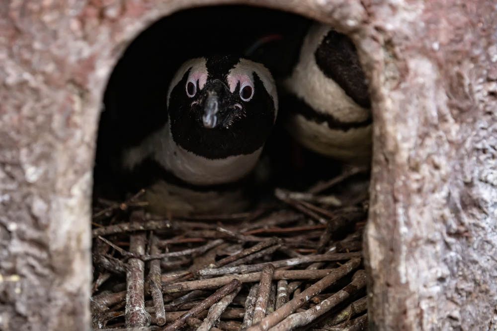 Pingwin przylądkowy w zoo we Wrocławiu