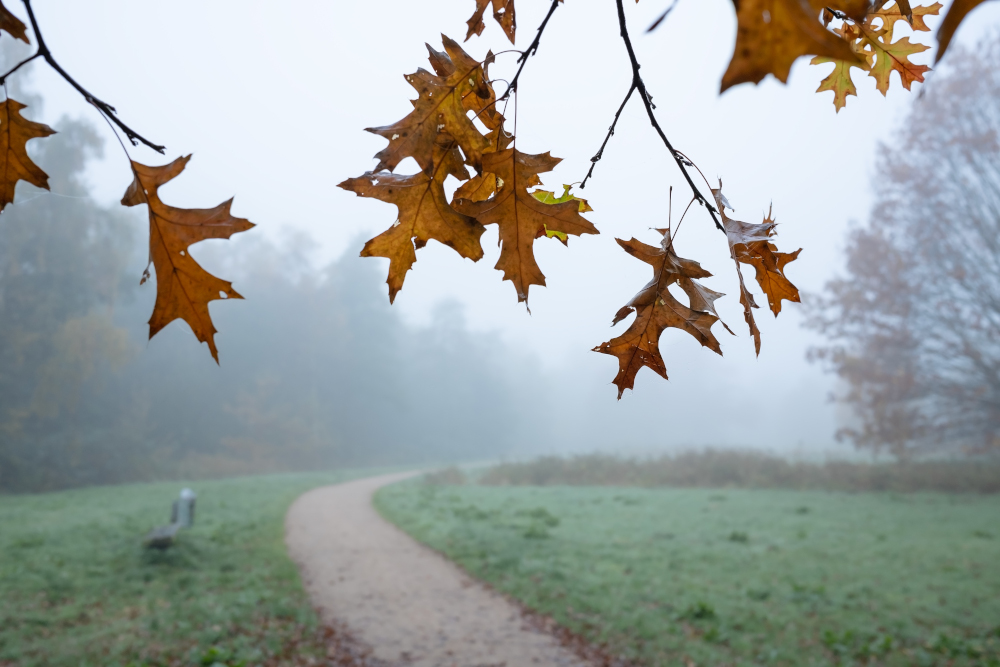 Pogoda na czwartek, 13 listopada 2025 roku